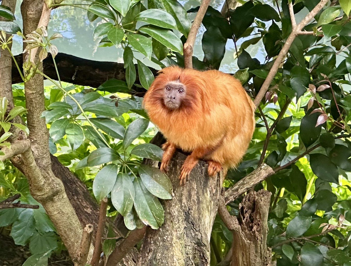 Golden lion tamarin (Leontopithecus rosalia)