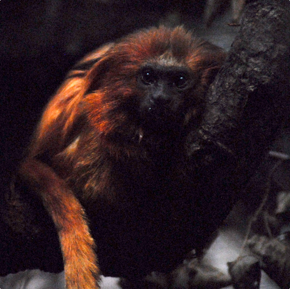 Golden Lion Tamarin[!] - Marwell Zoological Park 2022