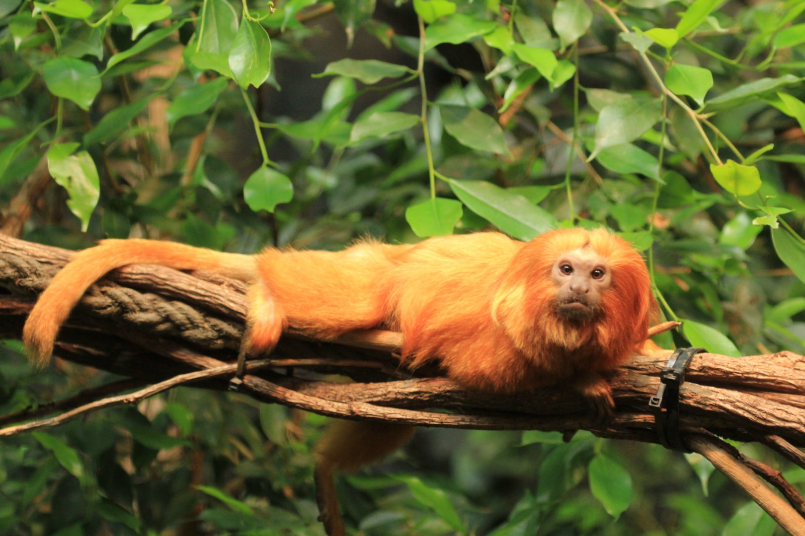 Golden lion tamarin (May 2018)