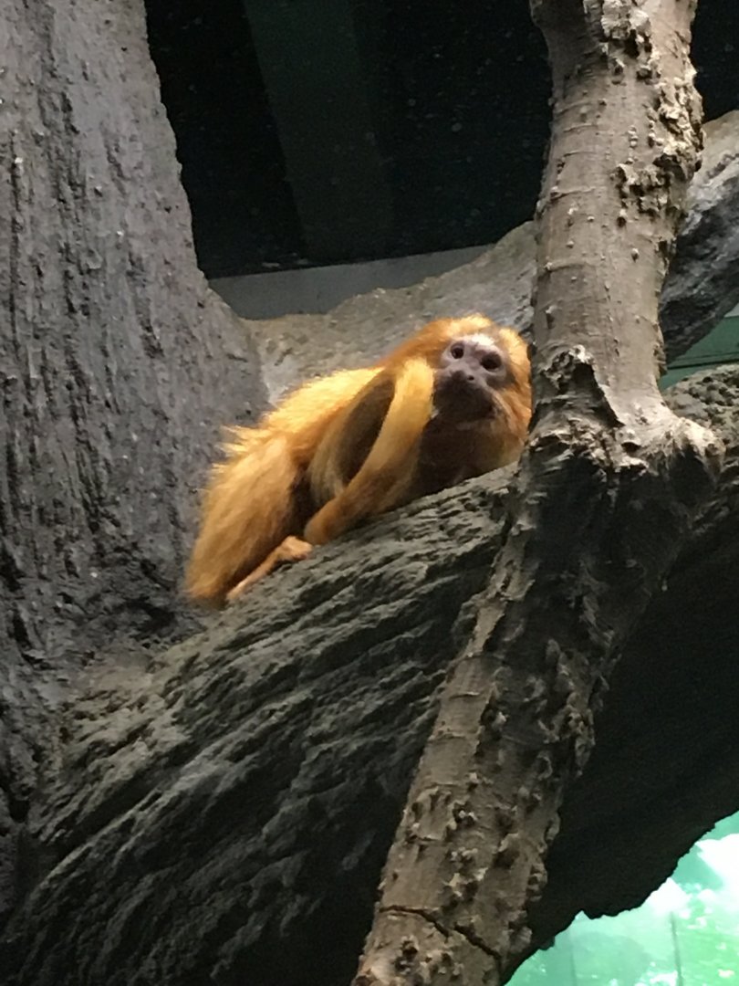 Golden Lion Tamarin | Milwaukee County Zoo