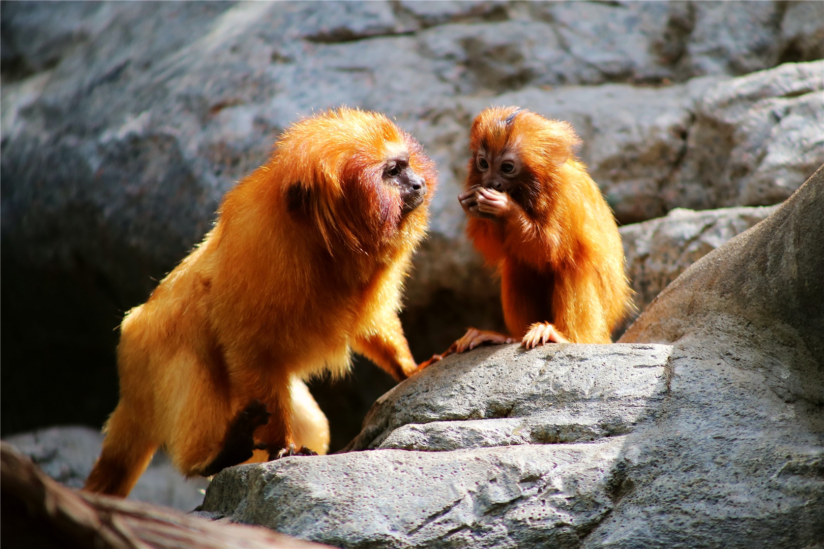 Golden lion tamarin mom and her two-month old child