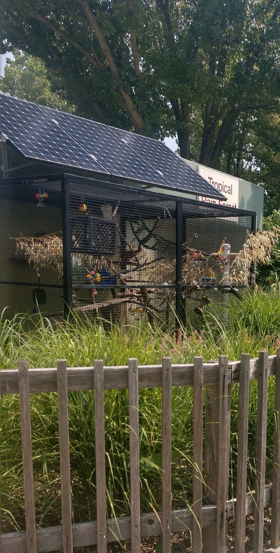 Golden Lion Tamarin Outdoor Exhibit (June 2021)