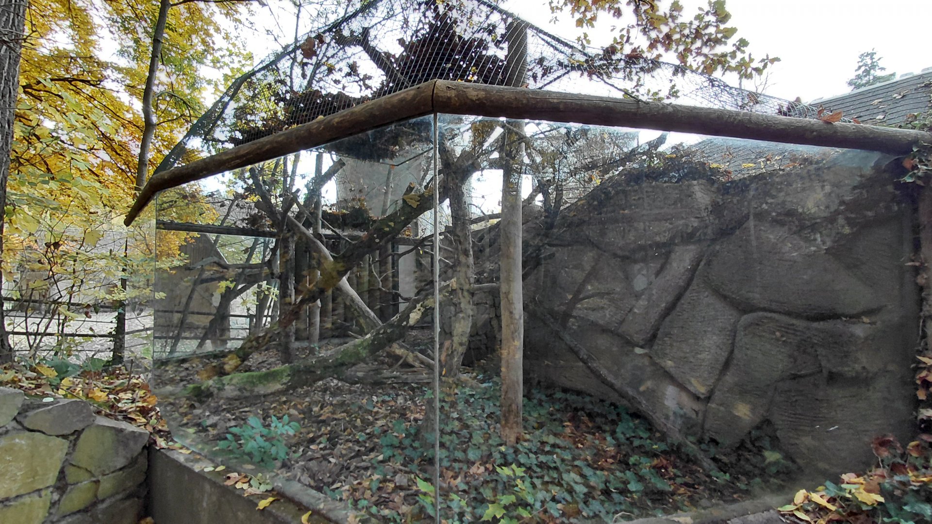 Golden lion tamarin outdoor exhibit