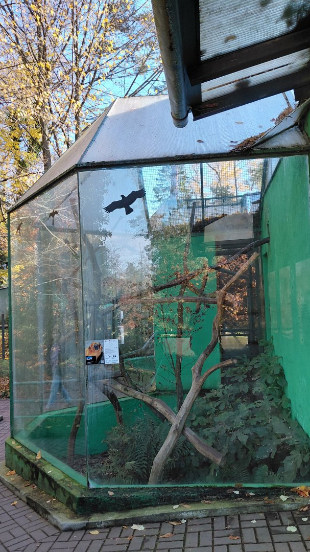 Golden lion tamarin outdoor exhibit