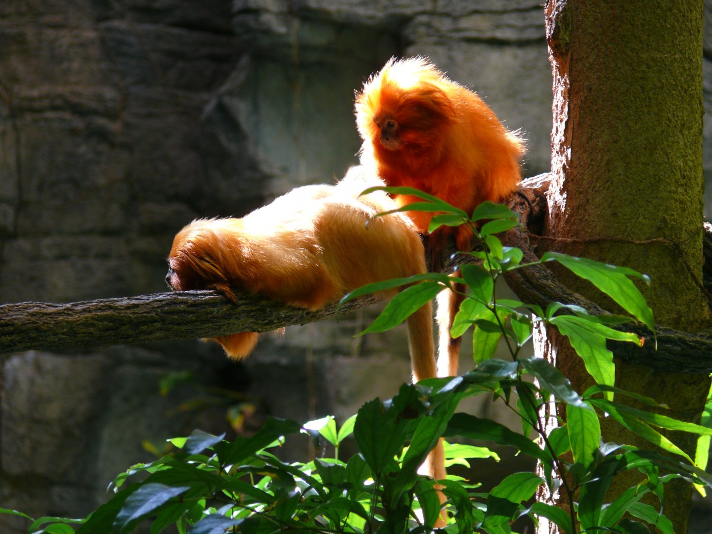 Golden Lion-tamarin pair - reopening 31-08-2020