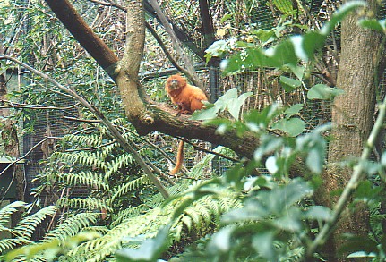 Golden lion Tamarin Perth zoo