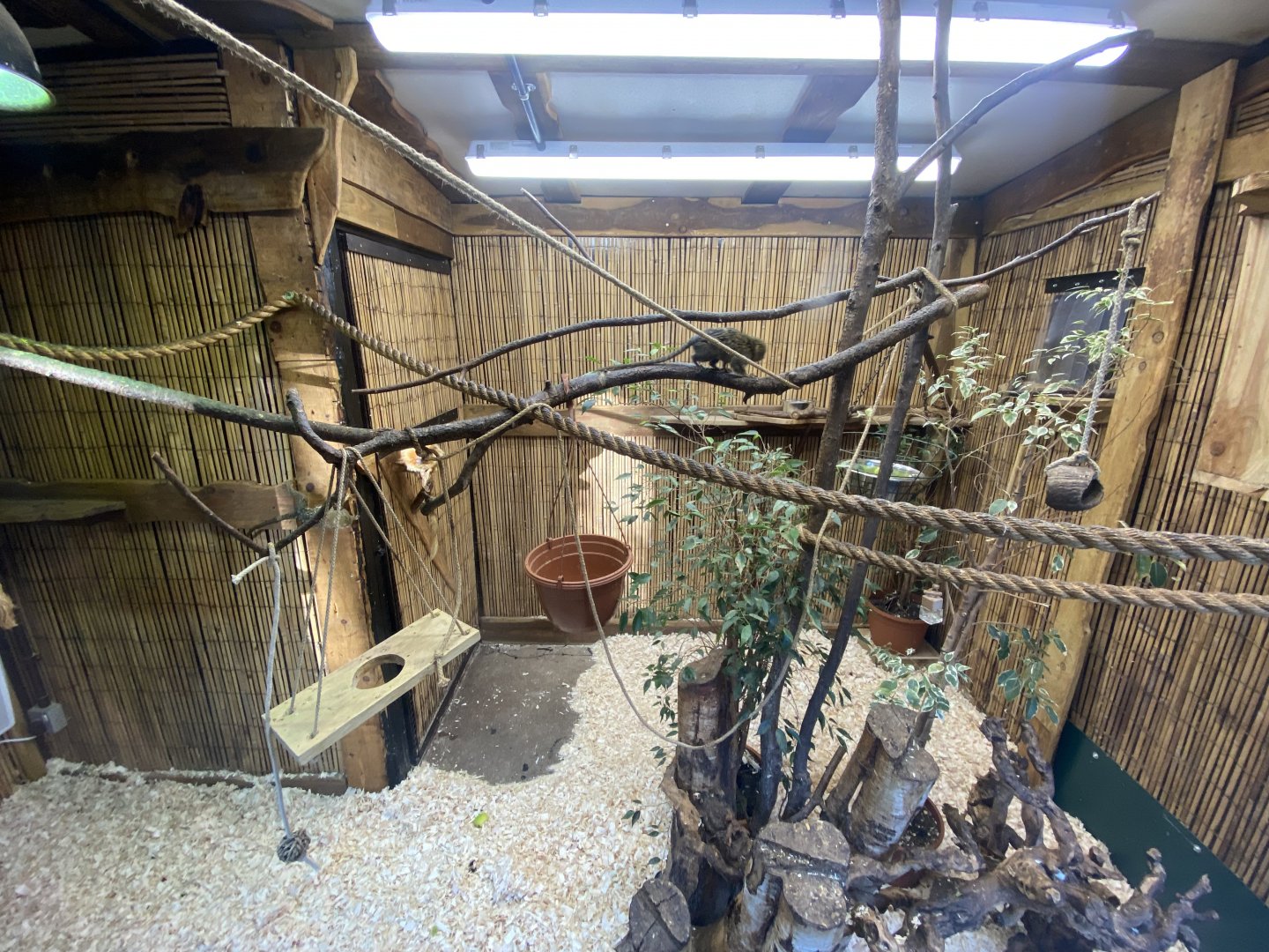 Golden lion tamarin/Pygmy marmoset enclosure 260124