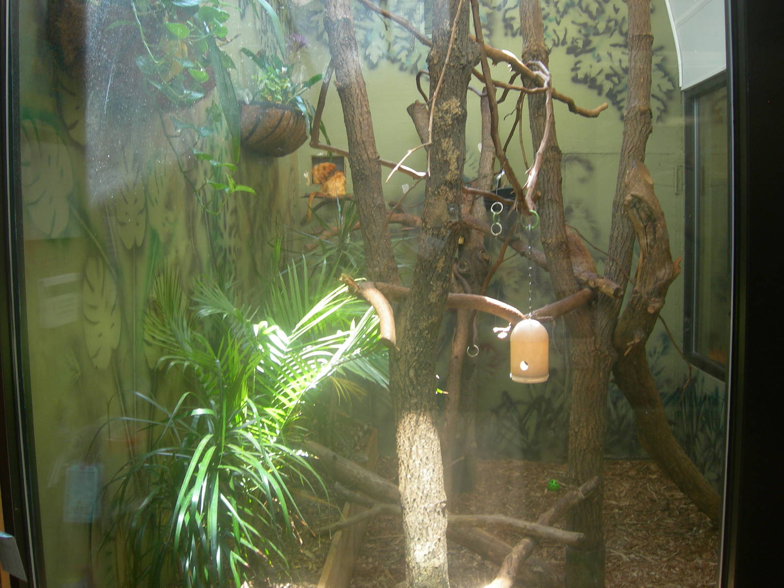 Golden lion tamarin,red footed tortoise and Green Iguana Exhibit