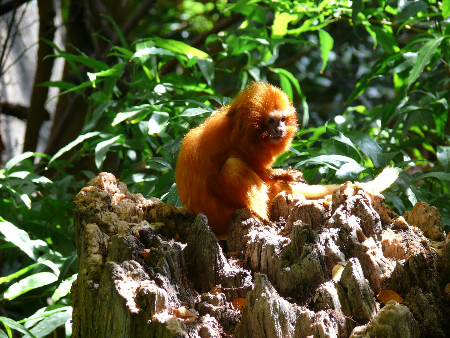 Golden lion-tamarin - reopening 31-08-2020