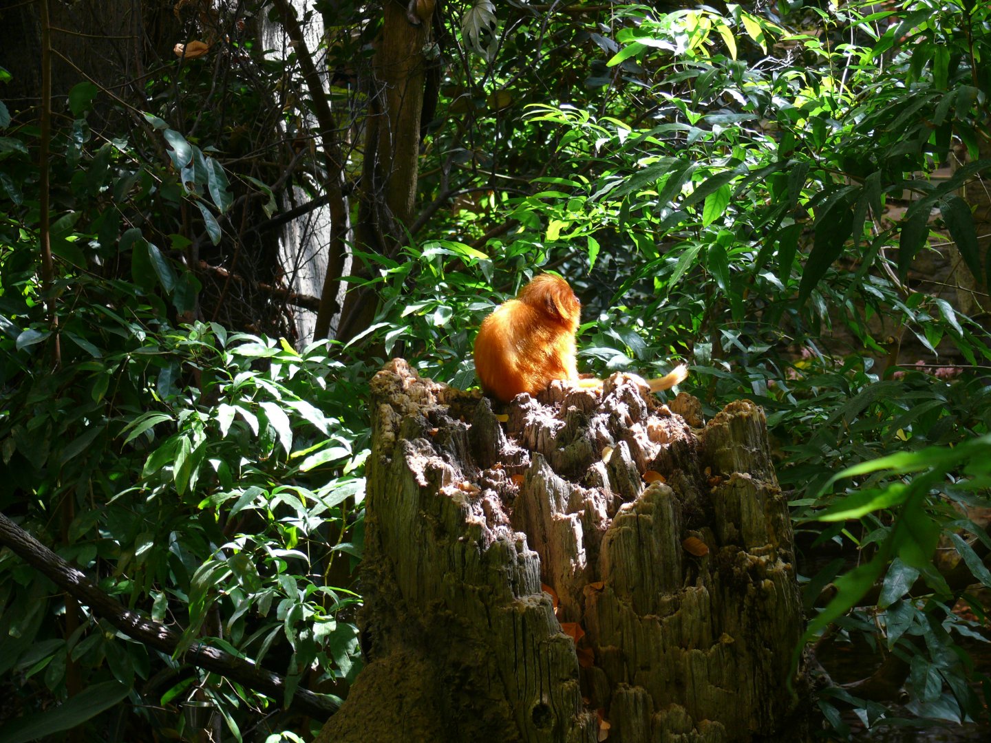 Golden lion-tamarin - reopening 31-08-2020