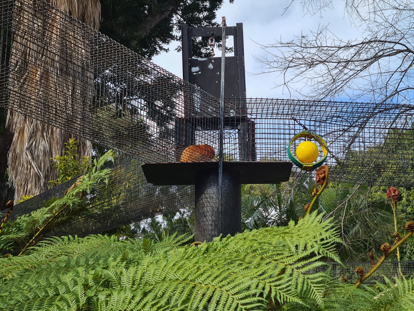 Golden lion Tamarin Runway