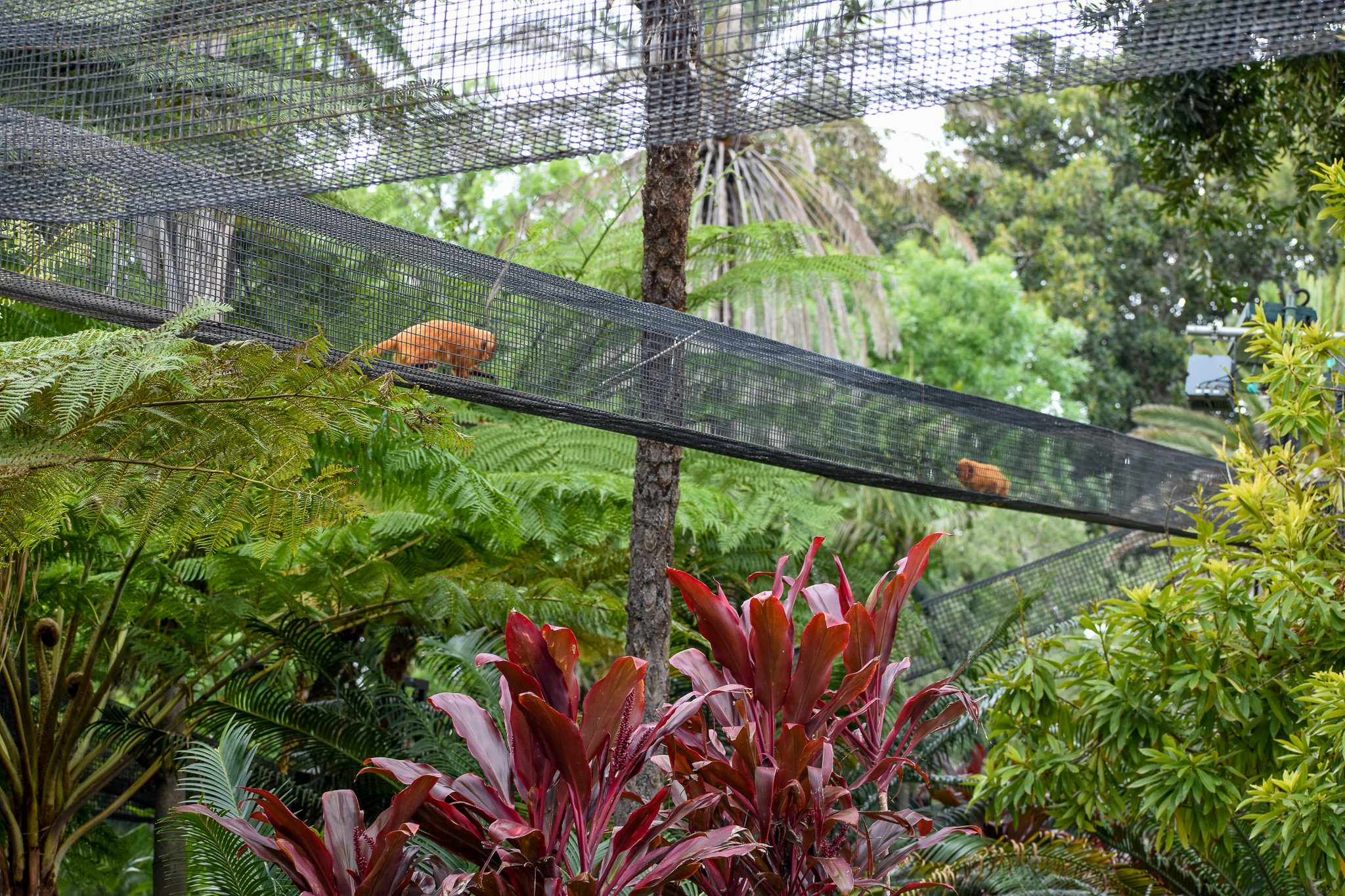Golden Lion Tamarin runway