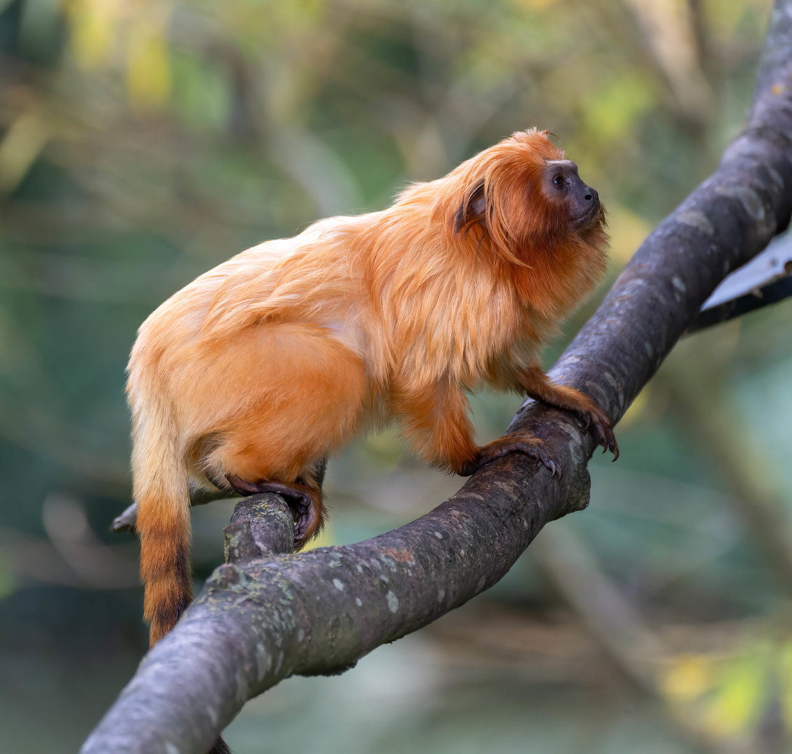 Golden Lion Tamarin, Shepreth, UK