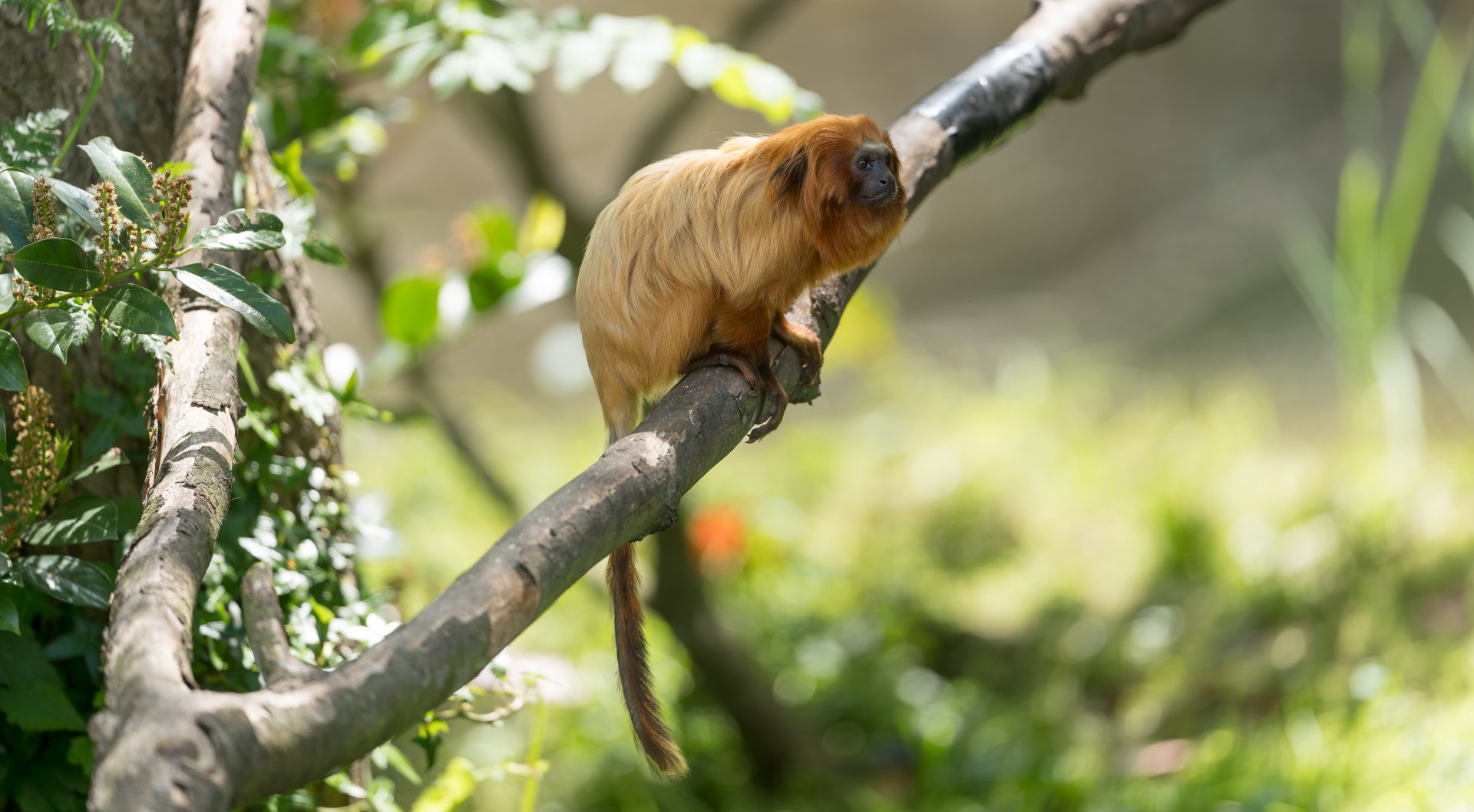 Golden Lion Tamarin, Shepreth, UK