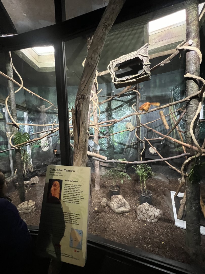 Golden Lion Tamarin/Two-Toed Sloth Exhibit 2