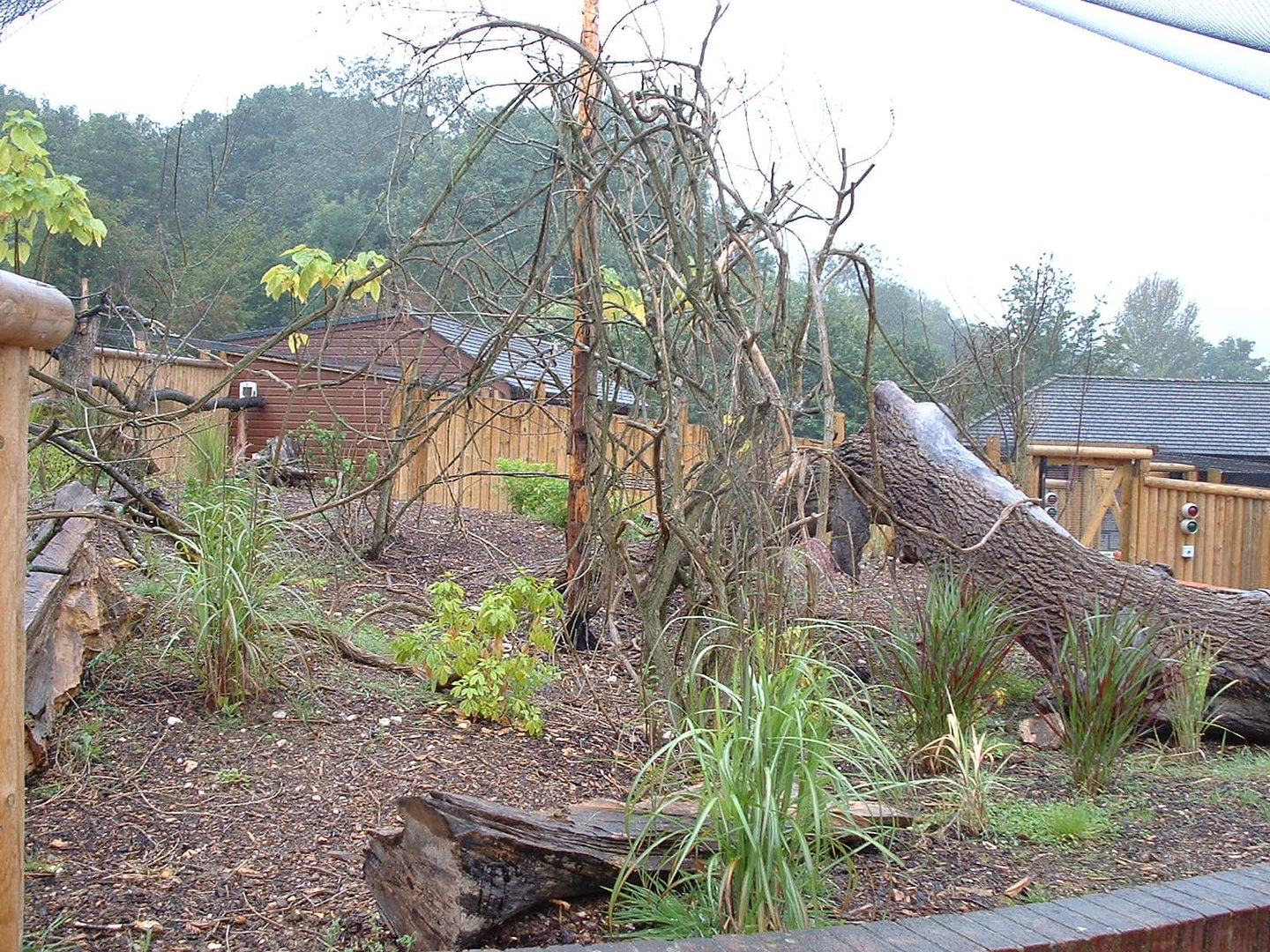 Golden Lion Tamarin Walkthrough Enclosure