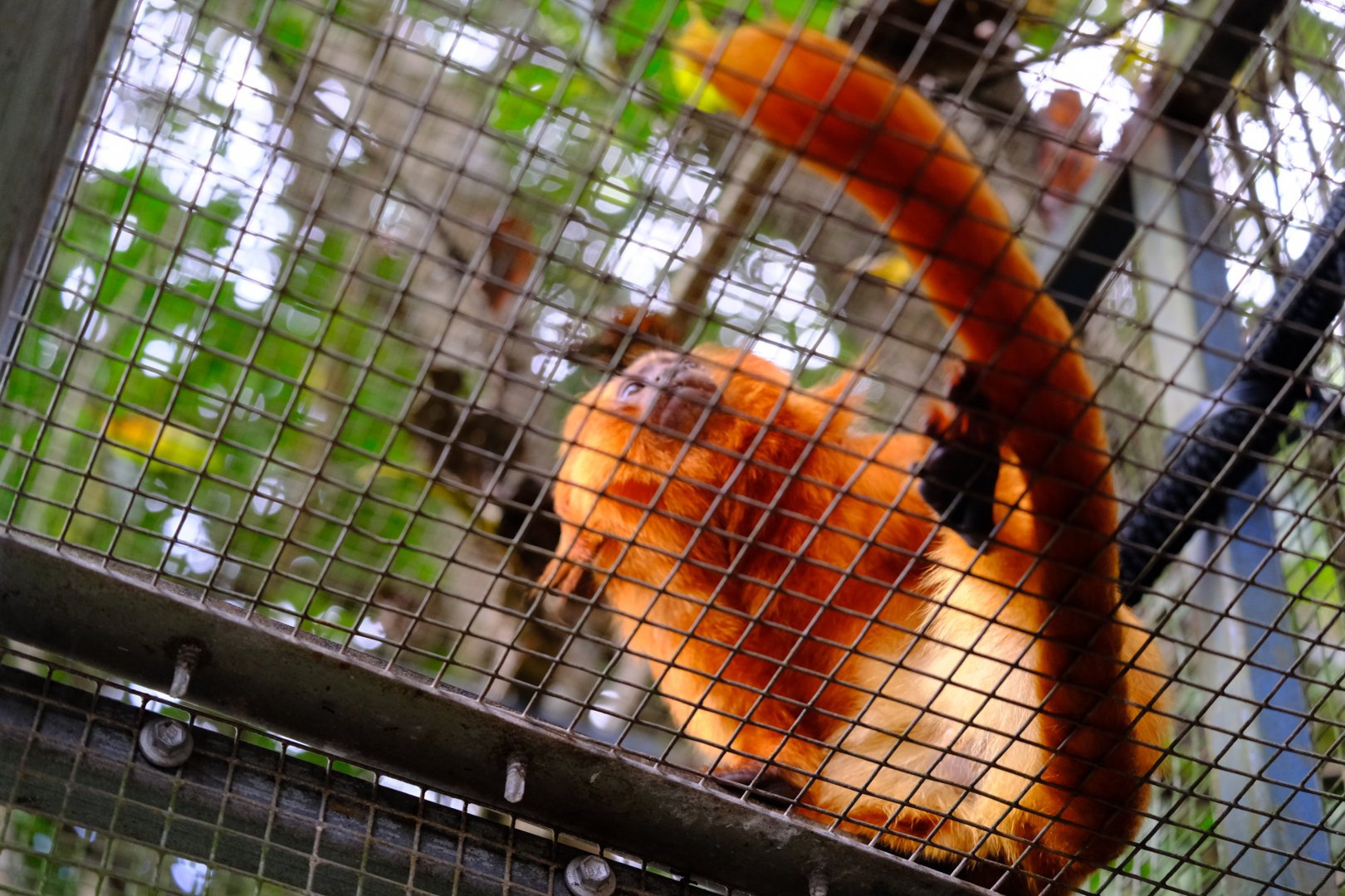 Golden Lion Tamarin - WIldlife HQ