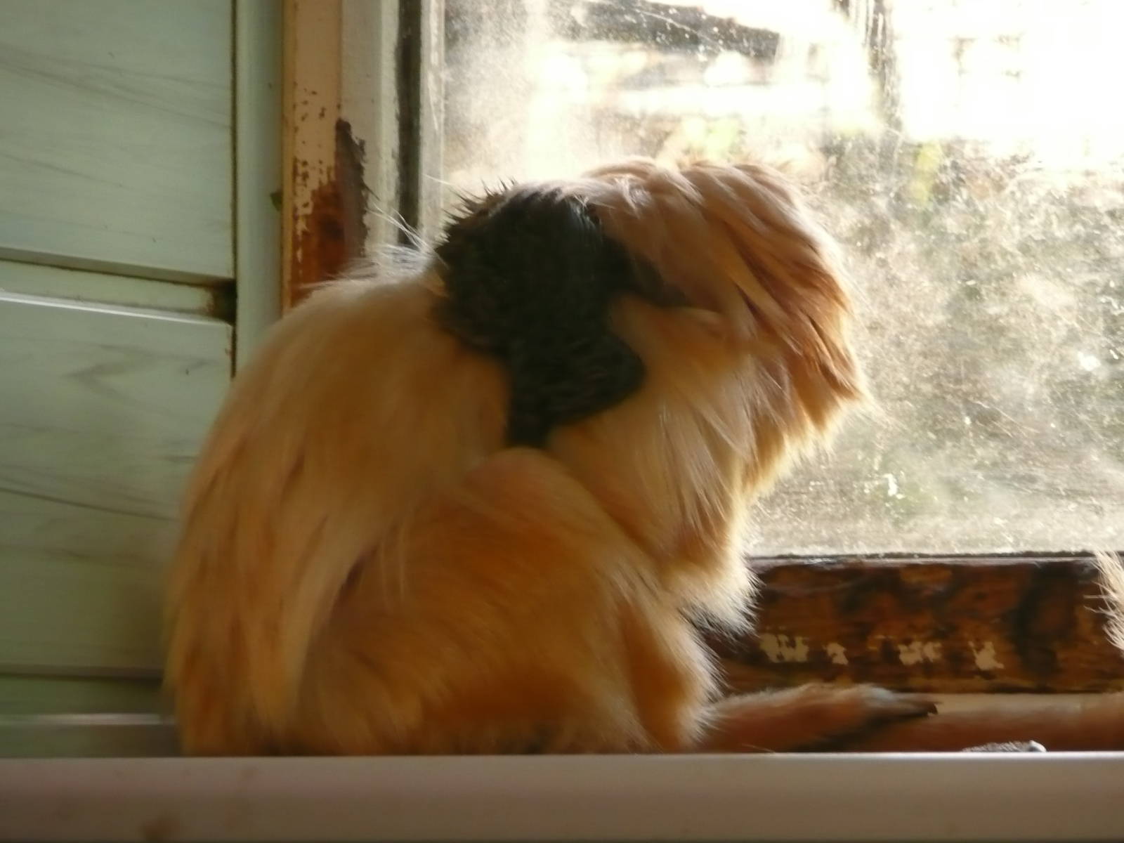 Golden lion tamarin with baby pygmy marmoset