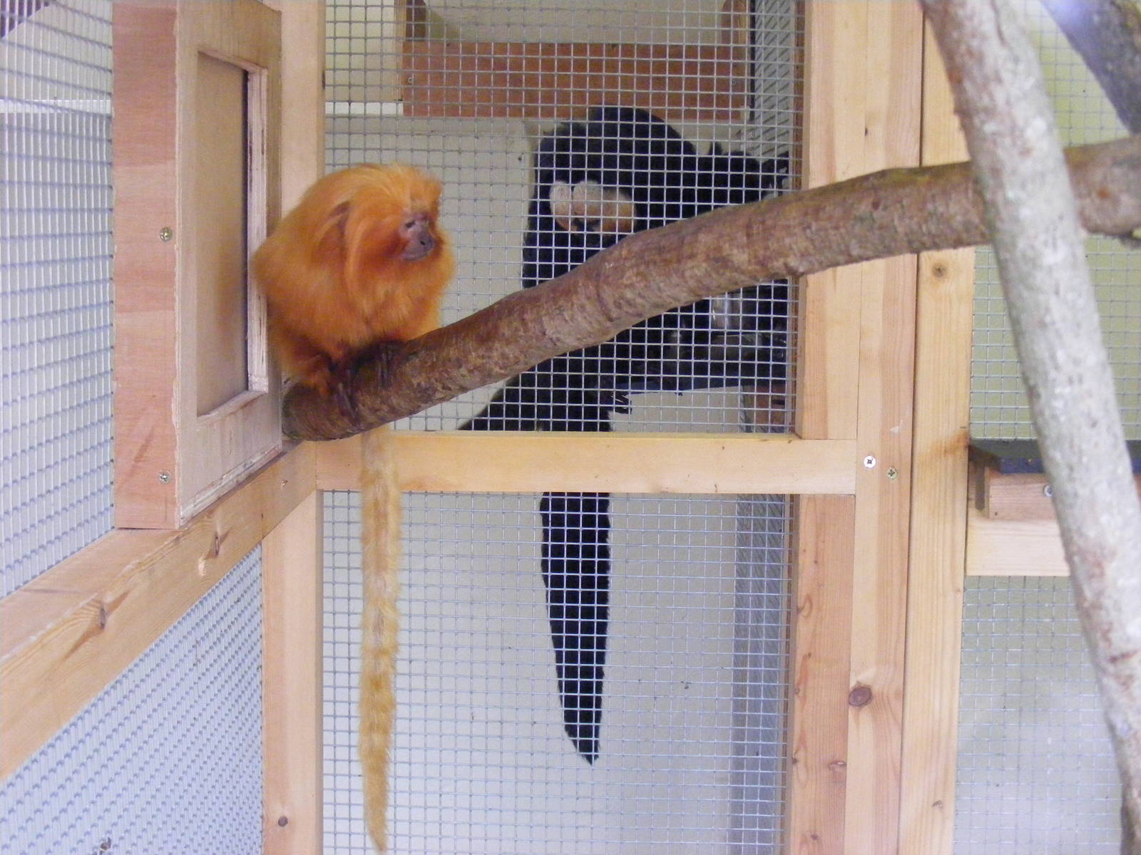 Golden lion tamarin with white-faced saki monkey behind at Marwell Wildlife