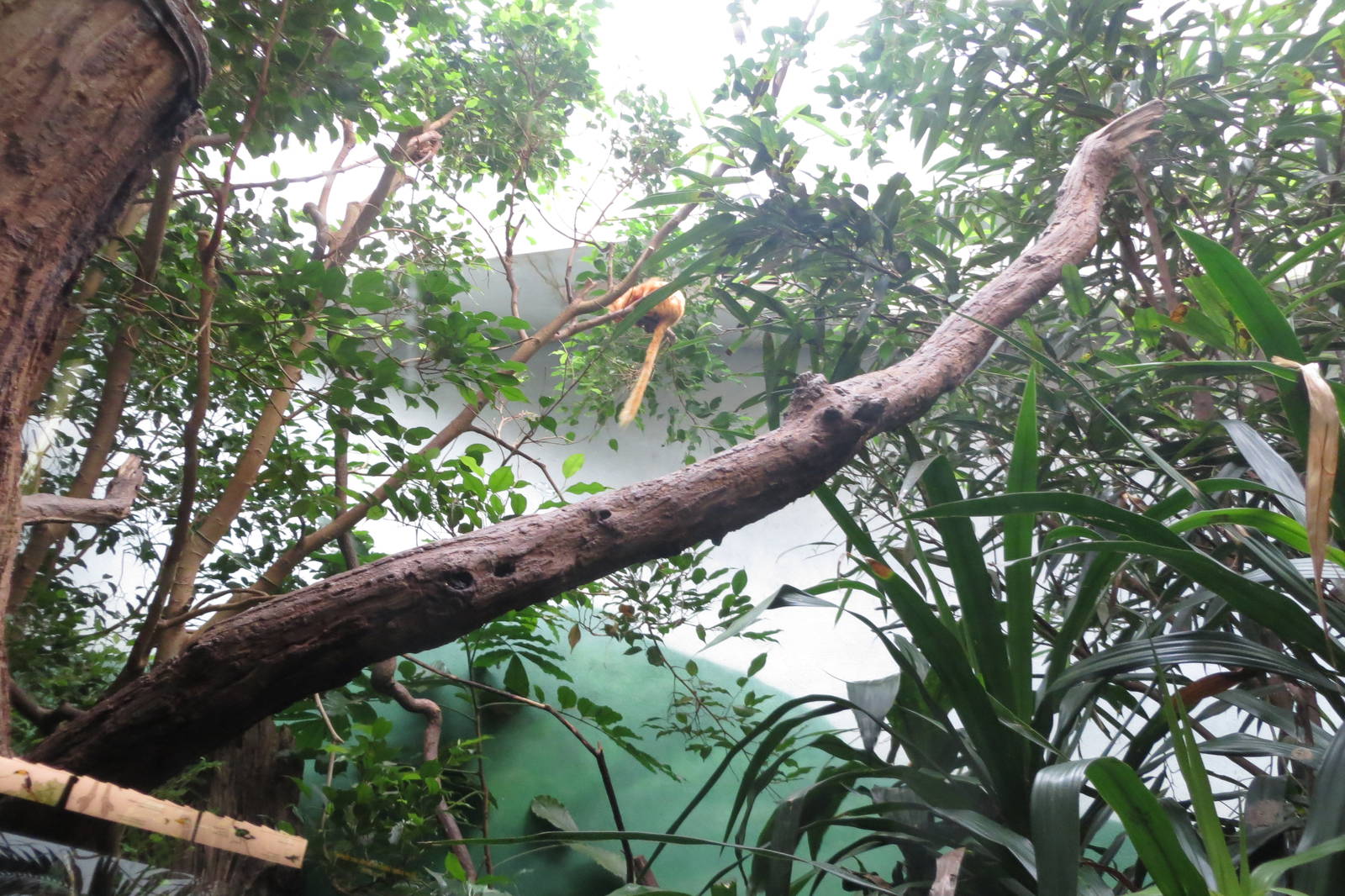 Golden Lion Tamarin - World of Birds 031215