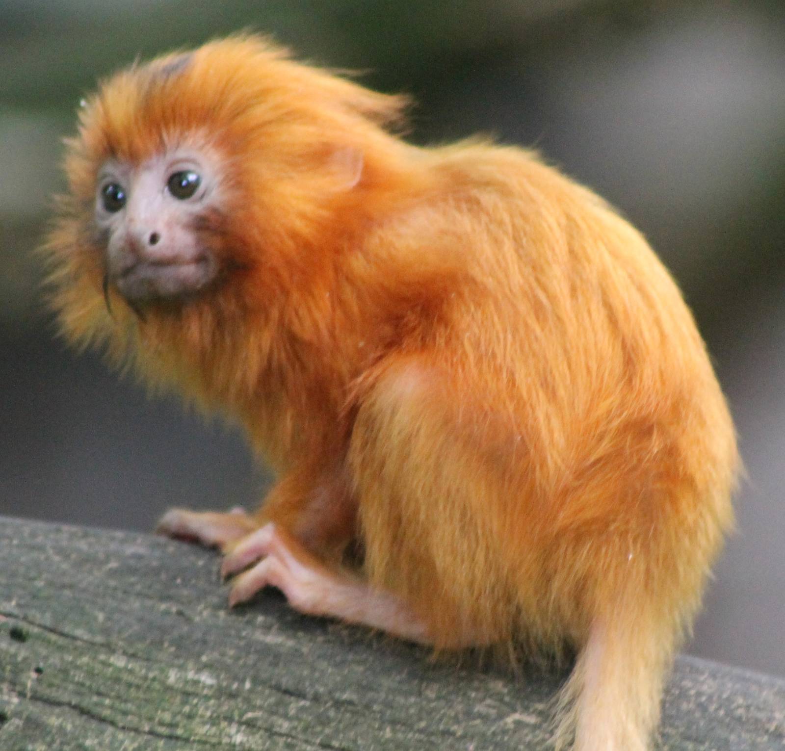 Golden Lion tamarin youngster
