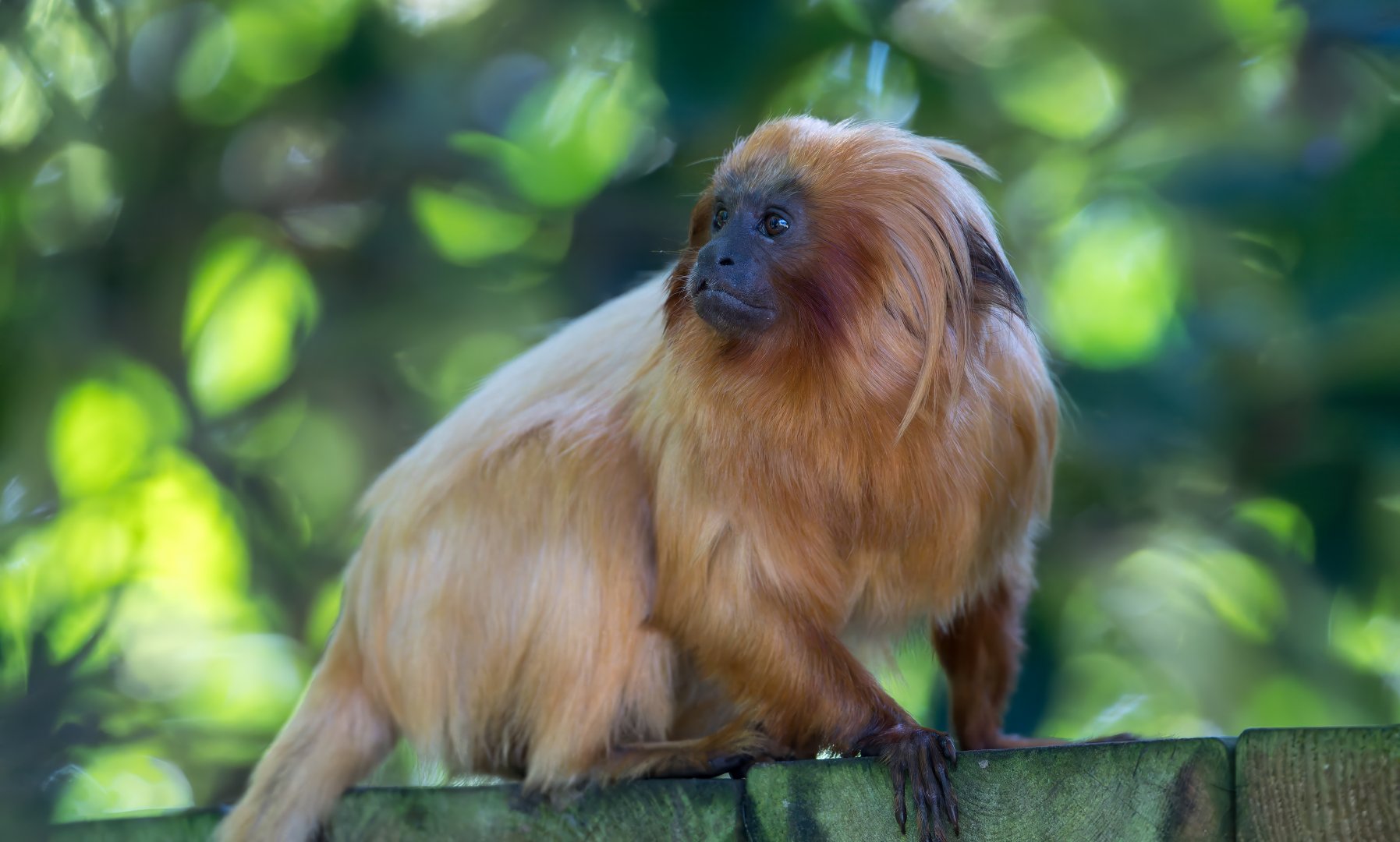 Golden lion tamarin, YWP, UK