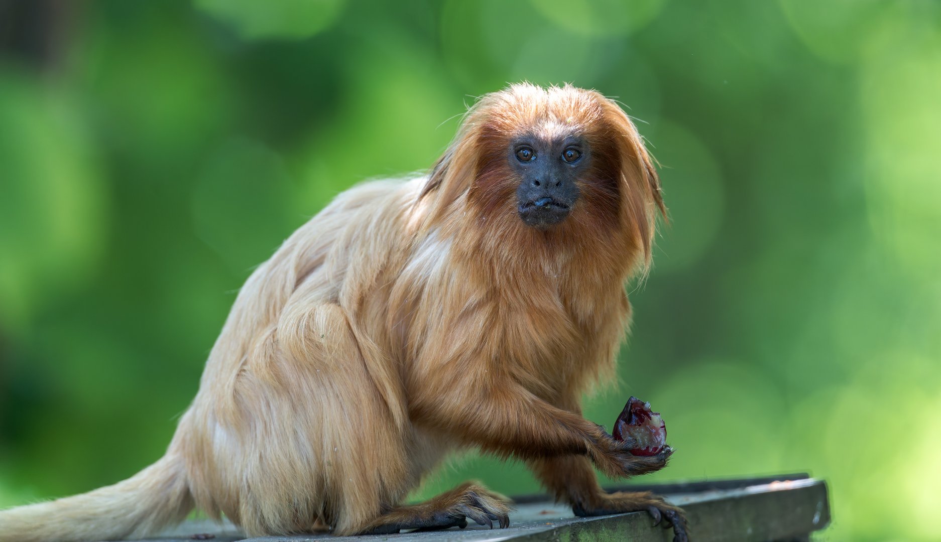 Golden Lion Tamarin, YWP, UK