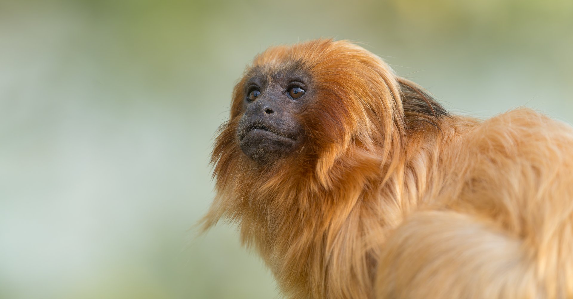 Golden Lion Tamarin, YWP, UK