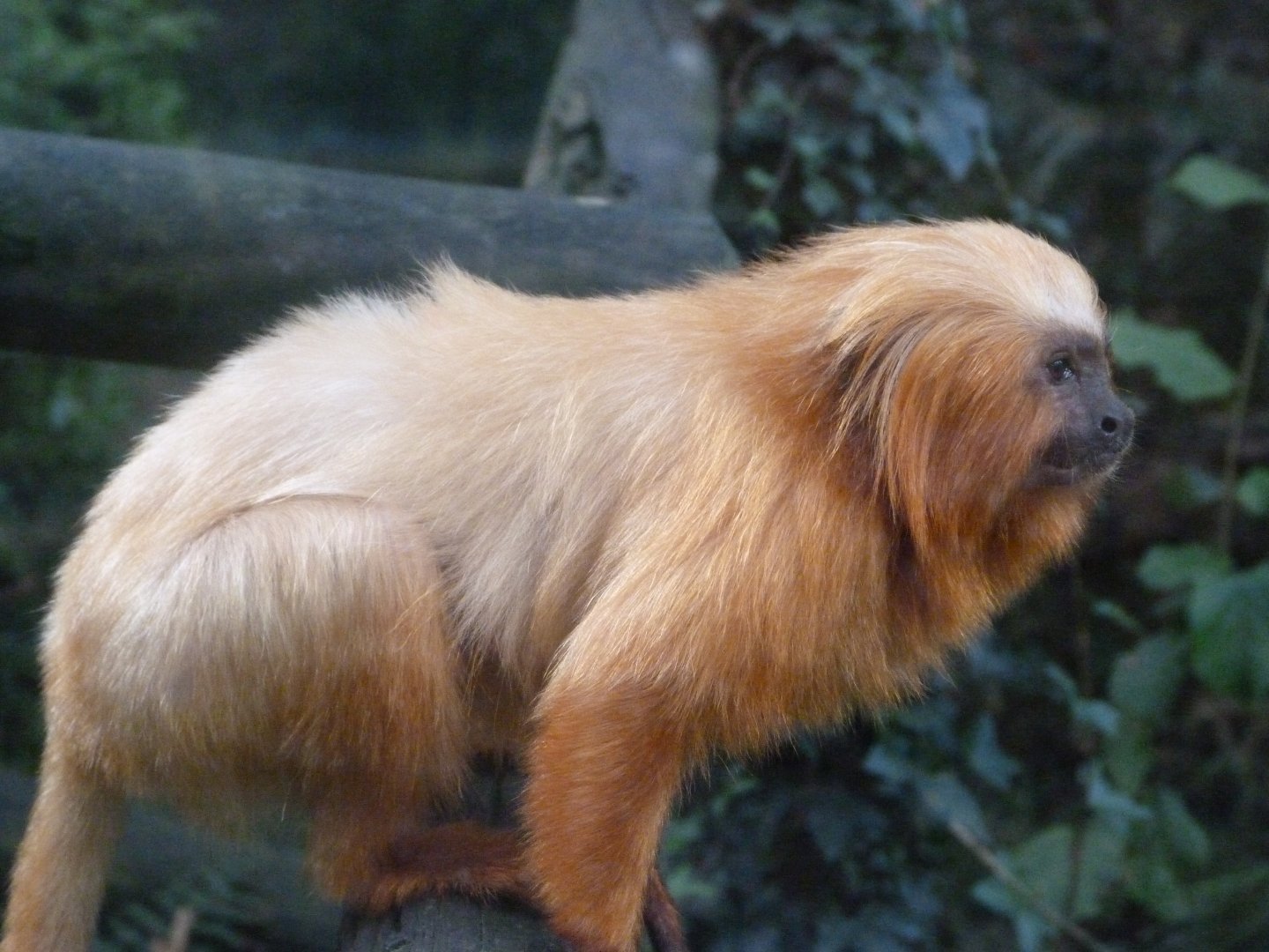 Golden lion tamarin -Zoo de Santillana del Mar (2024)
