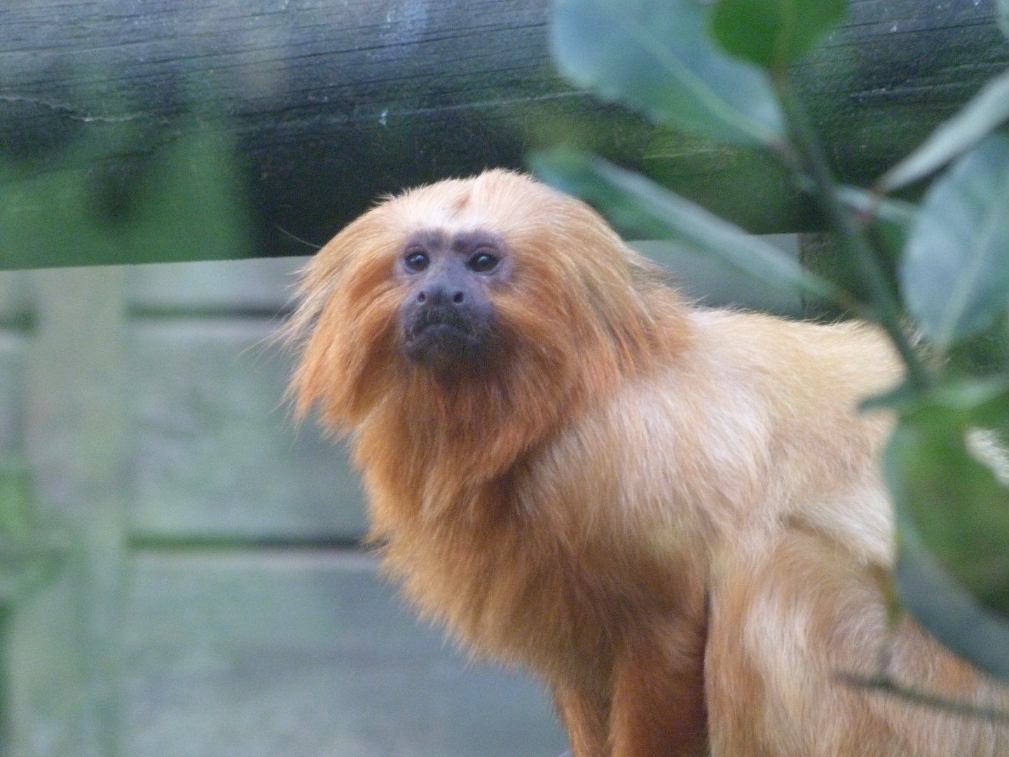 Golden lion tamarin -Zoo de Santillana del Mar (2024)