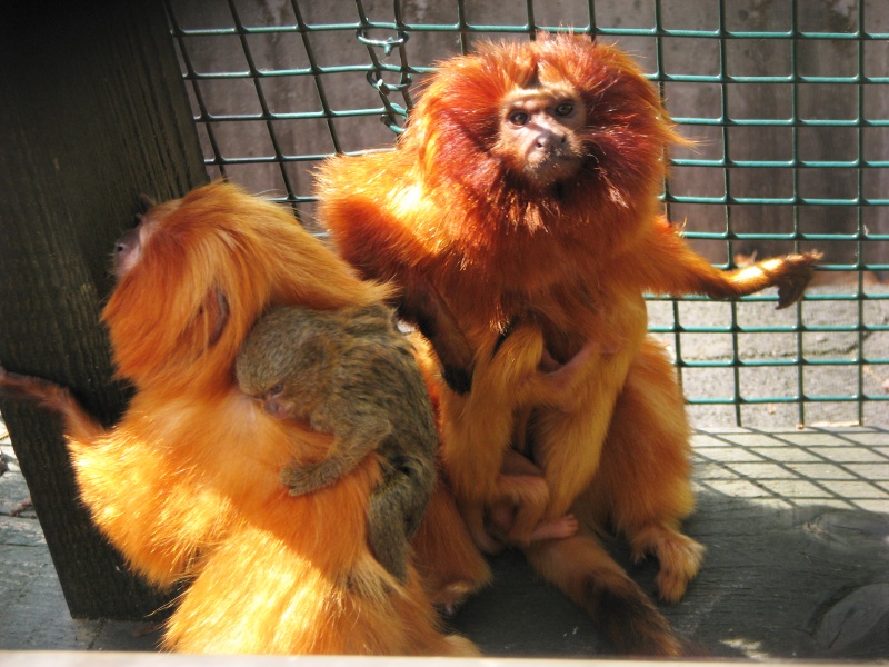 Golden lion tamarin @ Zoo Jihlava