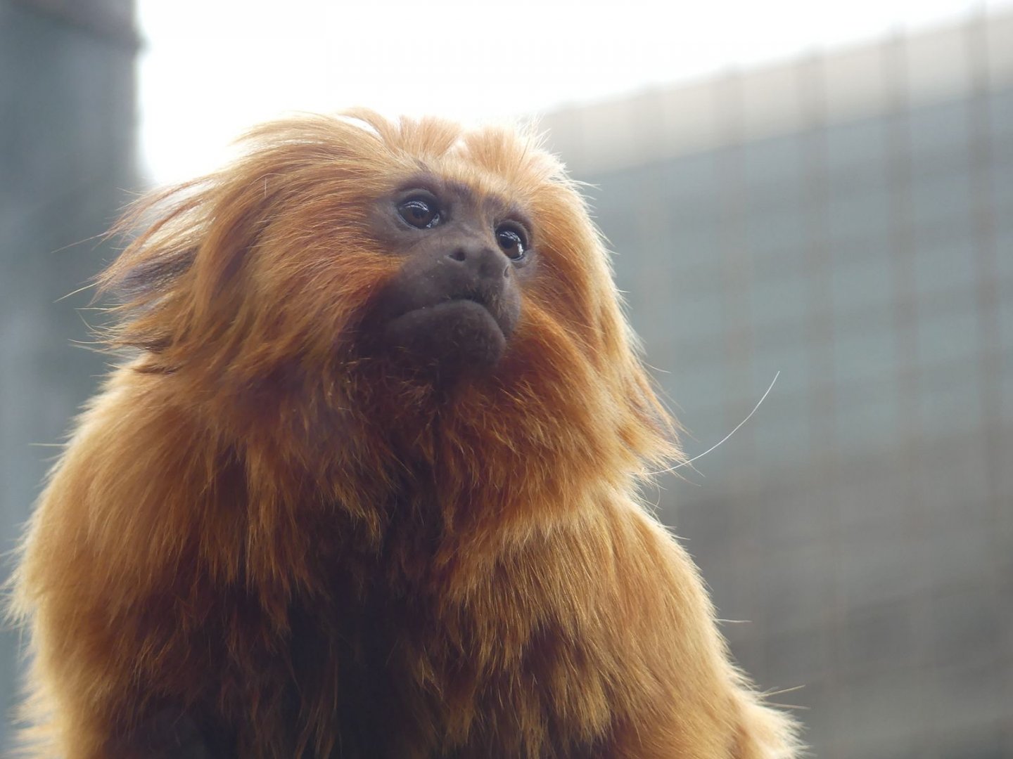 Golden Lion Tamarin - Zoo København - 26.05.25