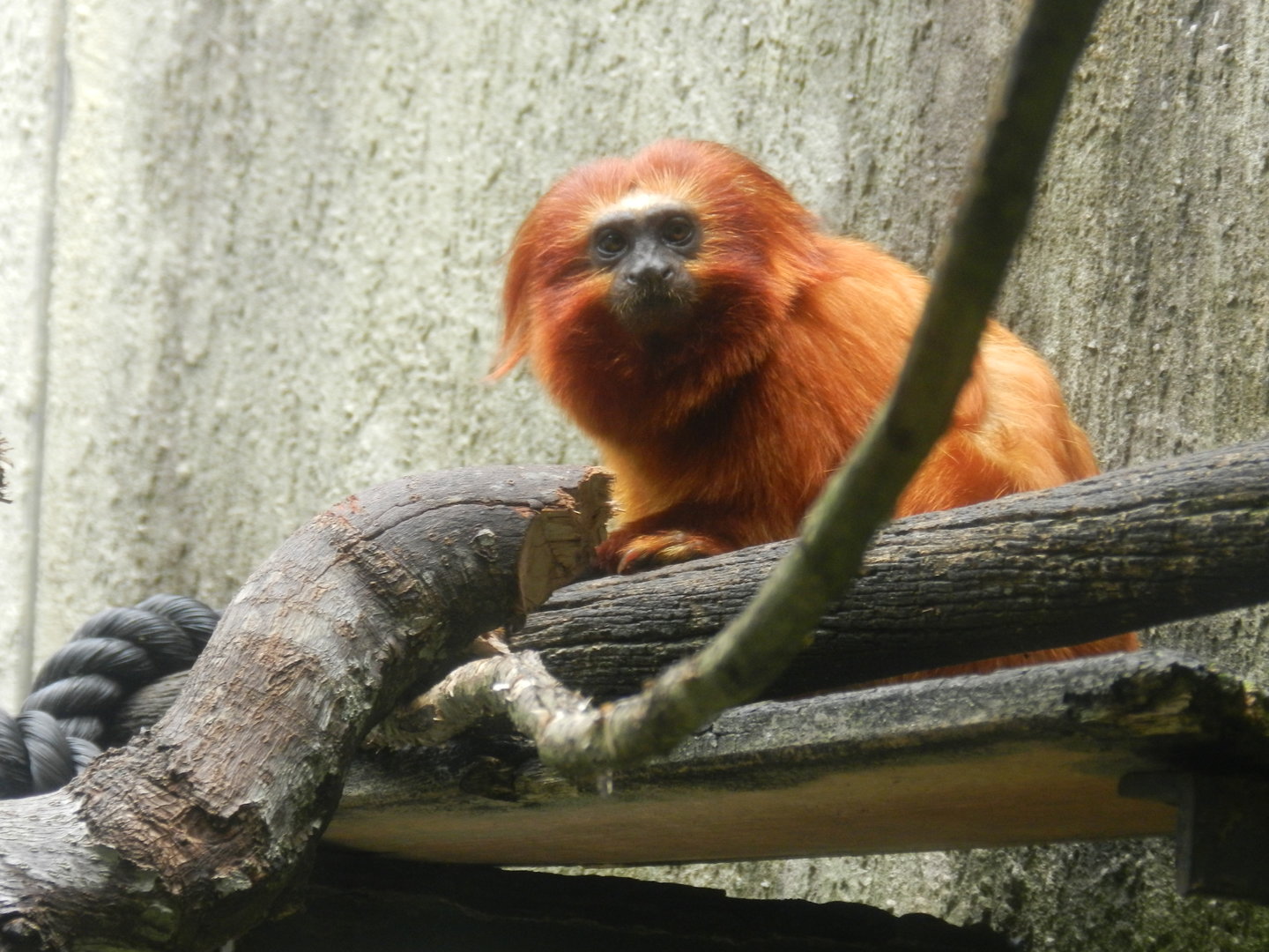 Golden lion tamarin - Zoo São Paulo