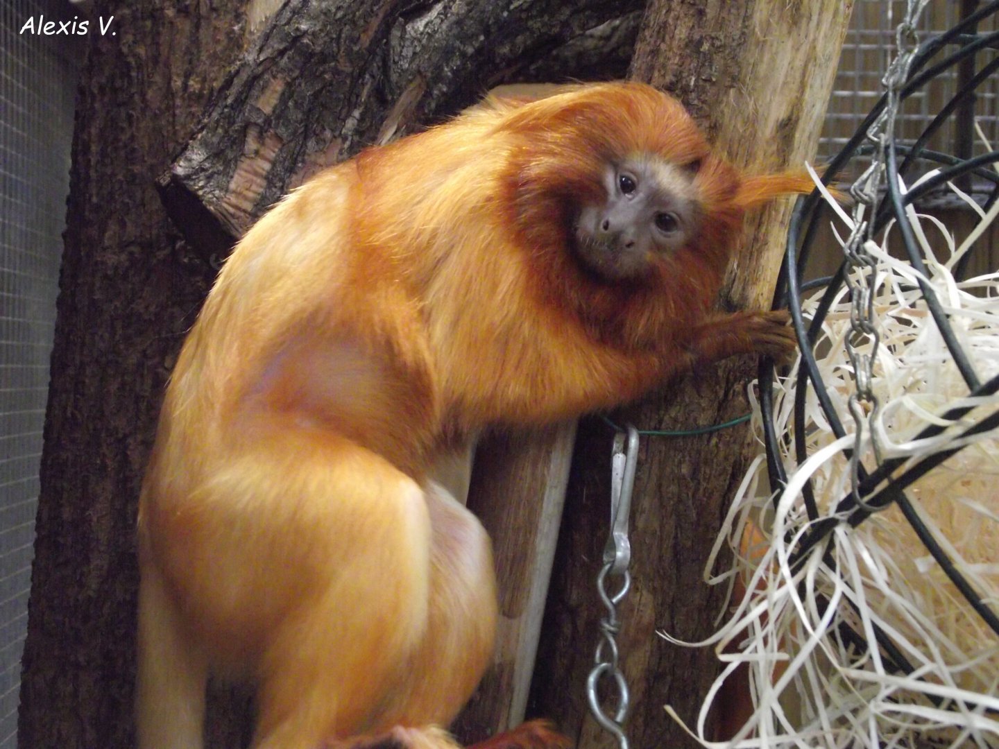 Golden Lion Tamarin - Zooparc de Beauval - 08/2019