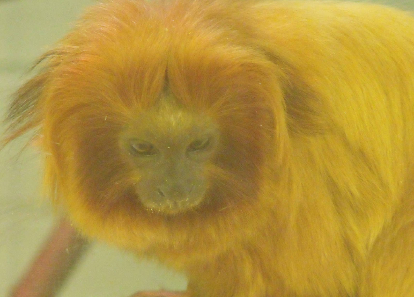 Golden Lion Tamarin