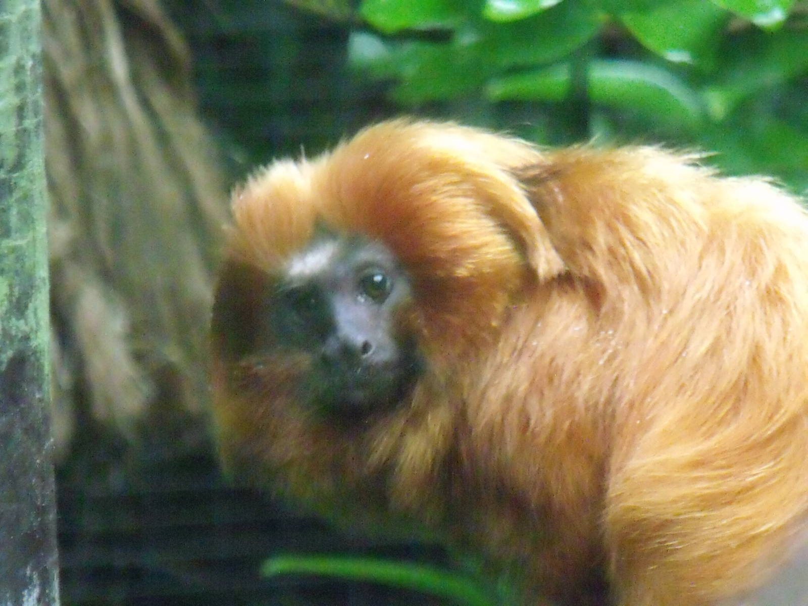 Golden Lion Tamarin