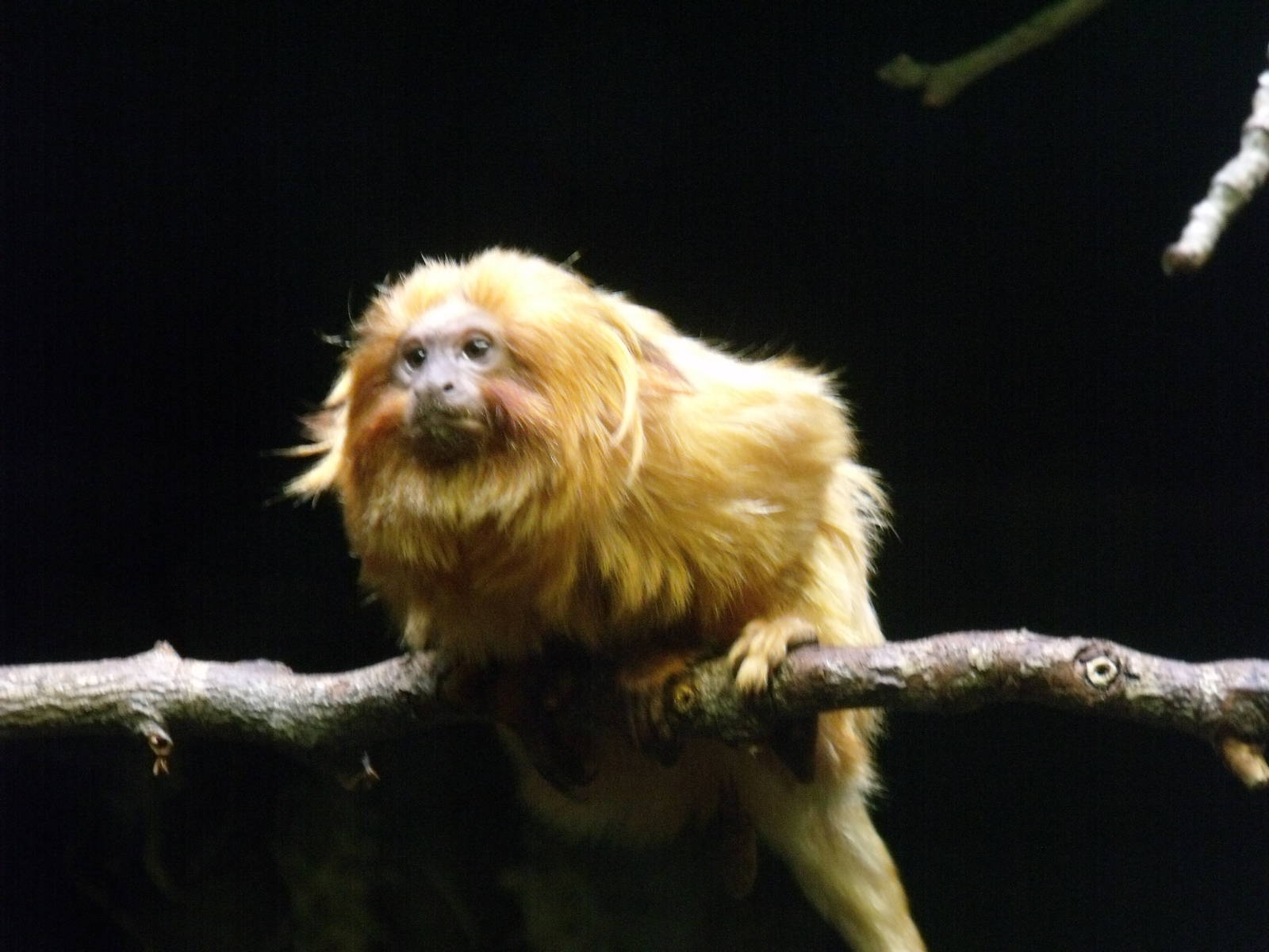 Golden lion tamarin