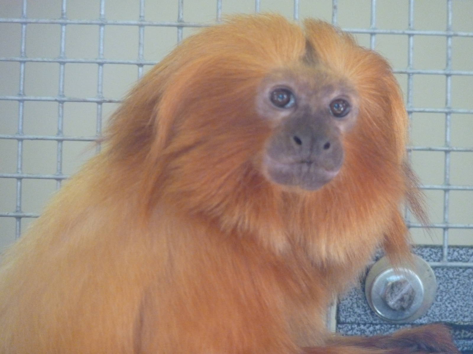 Golden Lion Tamarin