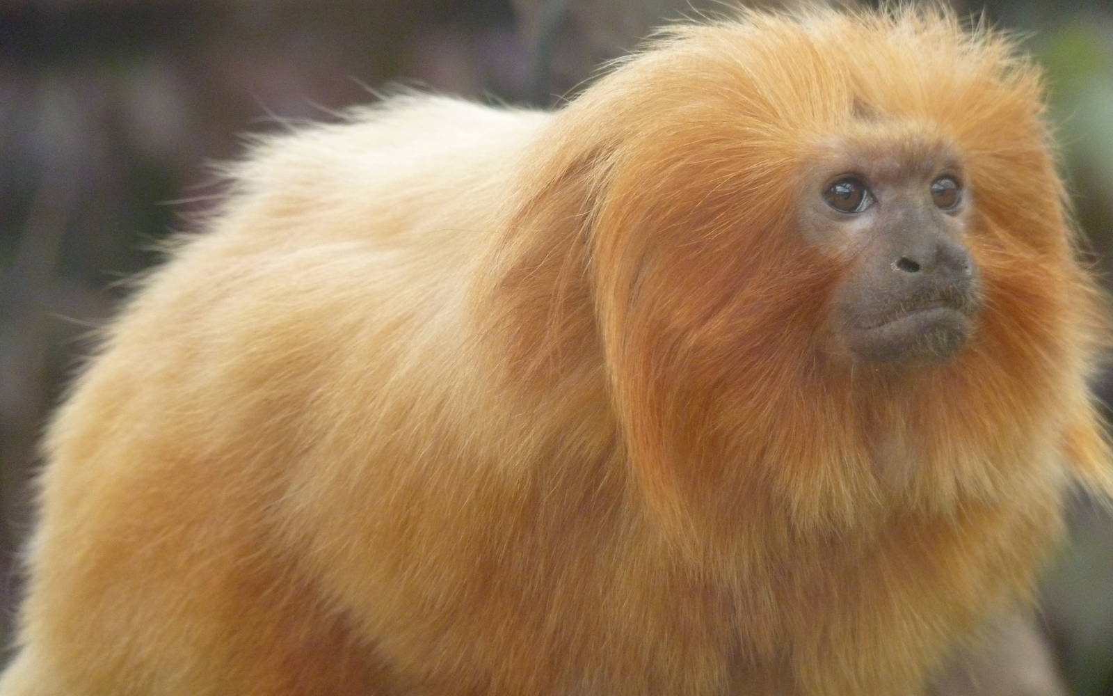 Golden Lion Tamarin