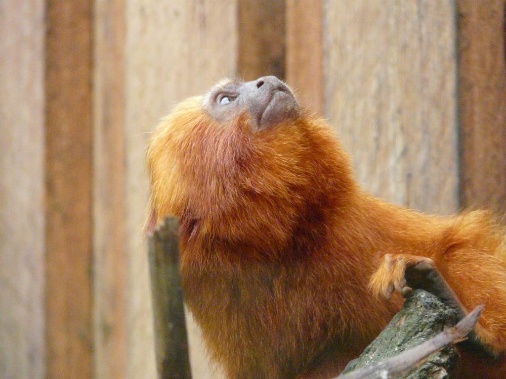 Golden Lion Tamarin