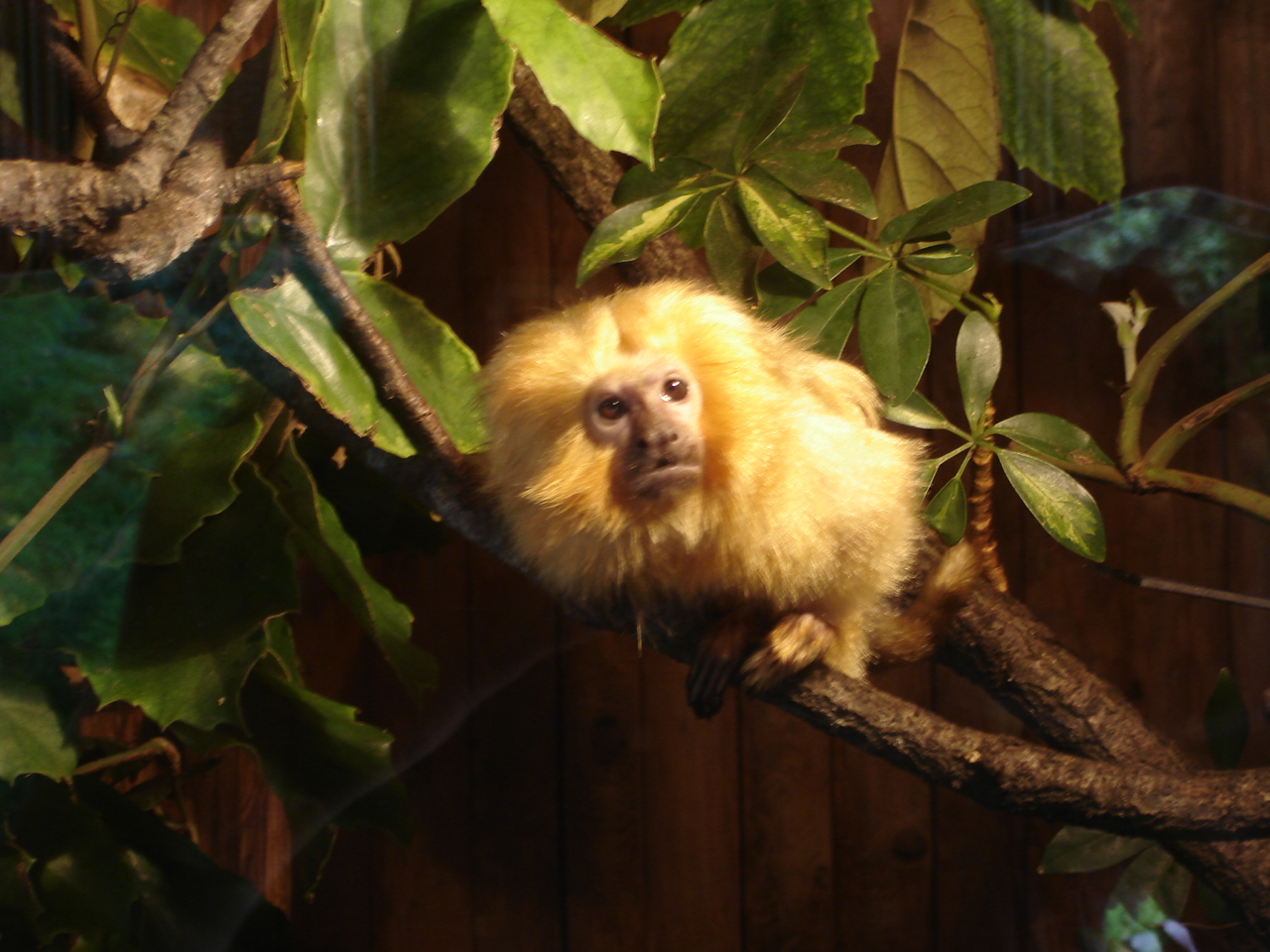 Golden Lion Tamarin