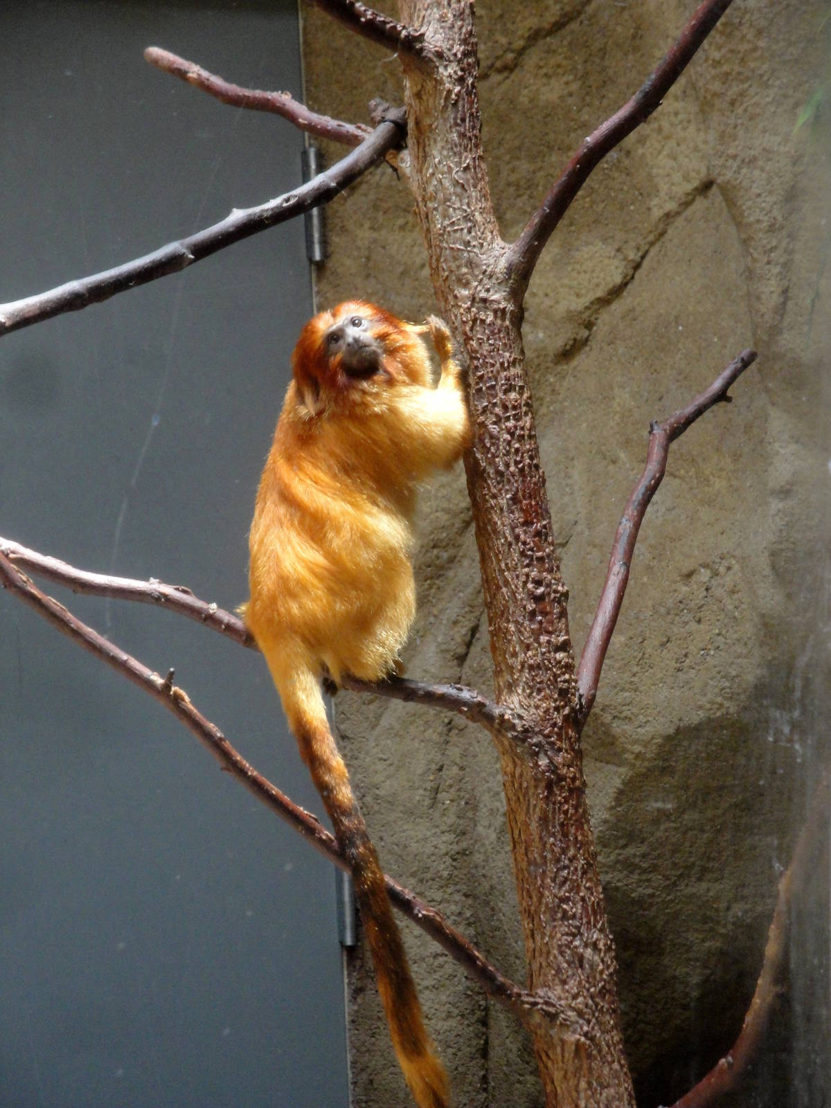 Golden Lion Tamarin
