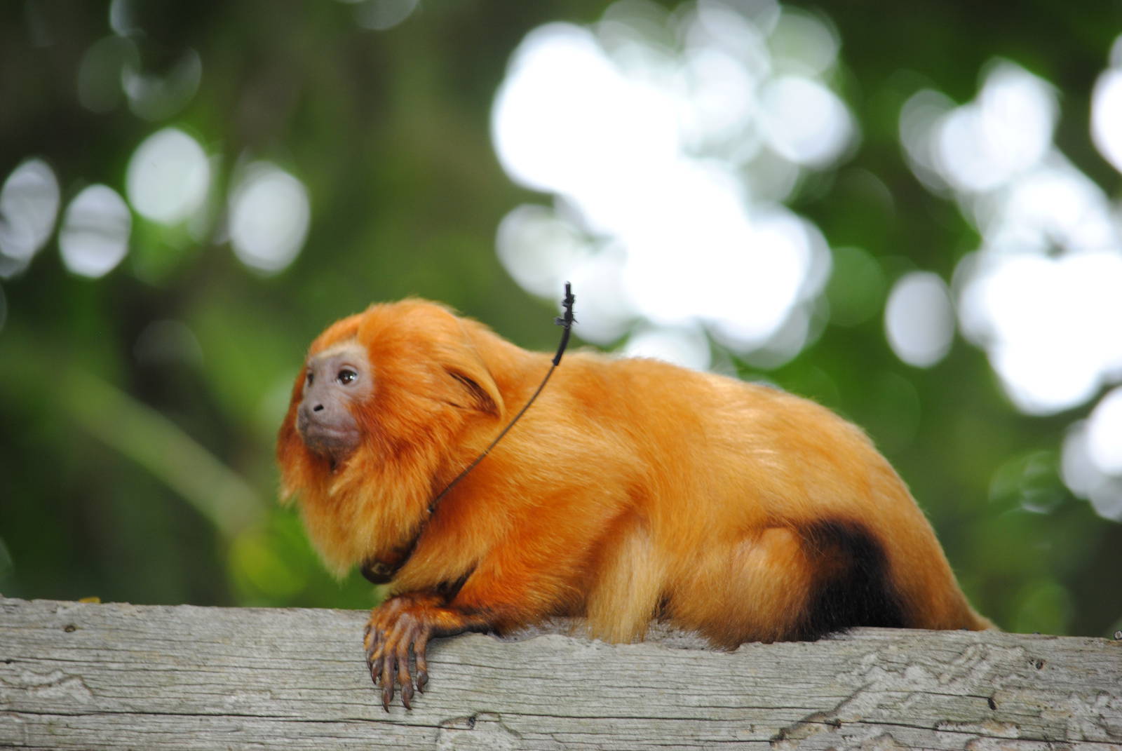 Golden Lion Tamarin