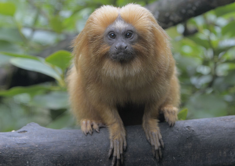 Golden lion tamarin