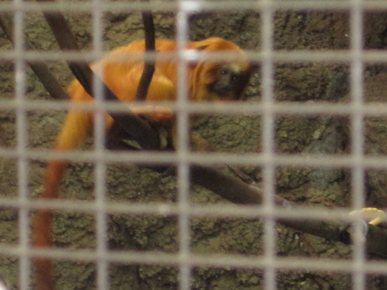 Golden-Lion Tamarin