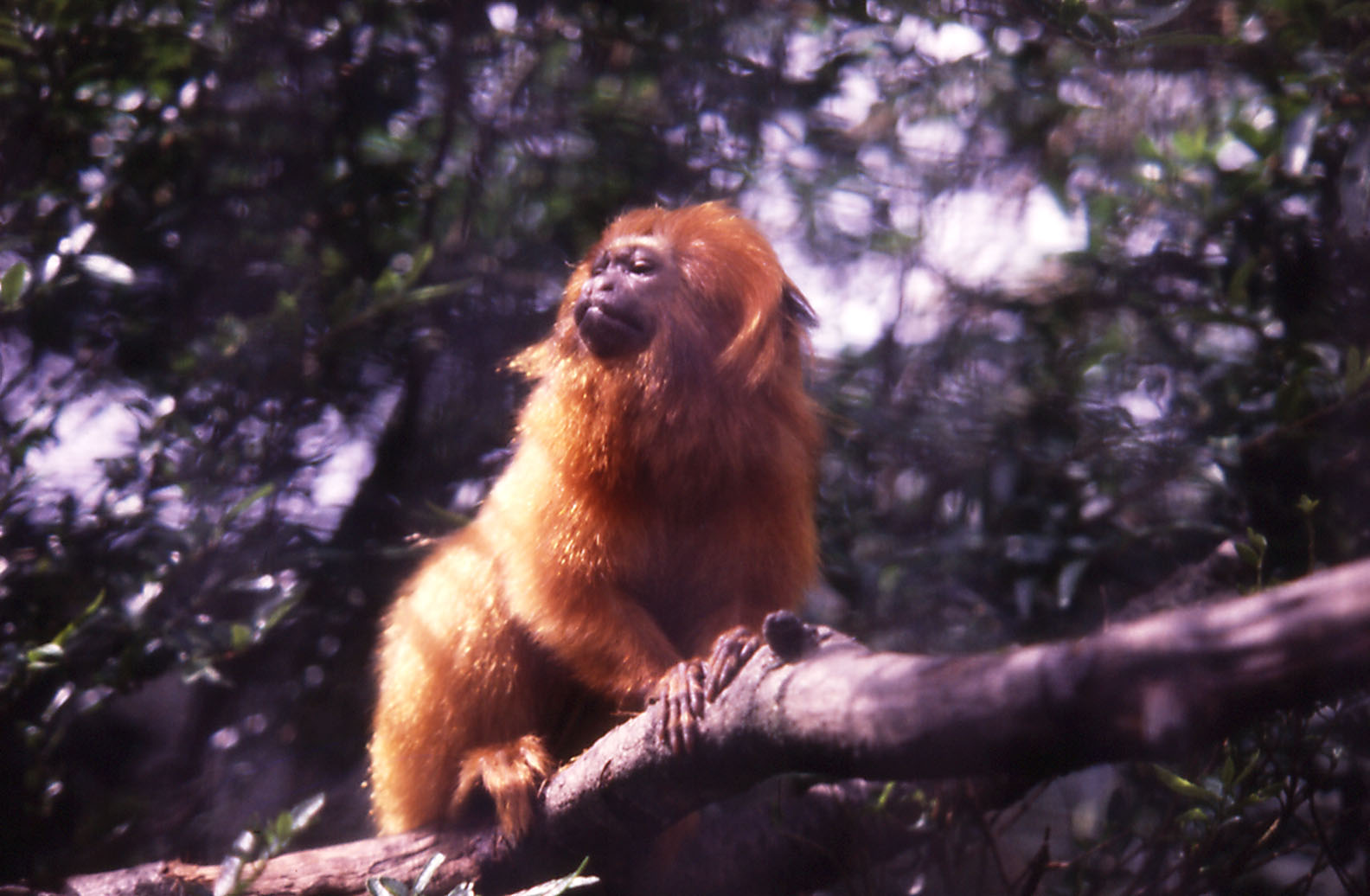 Golden Lion Tamarin