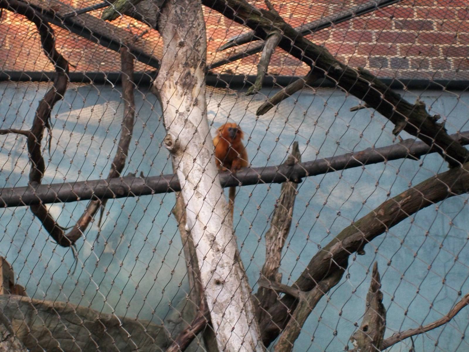 Golden Lion Tamarin