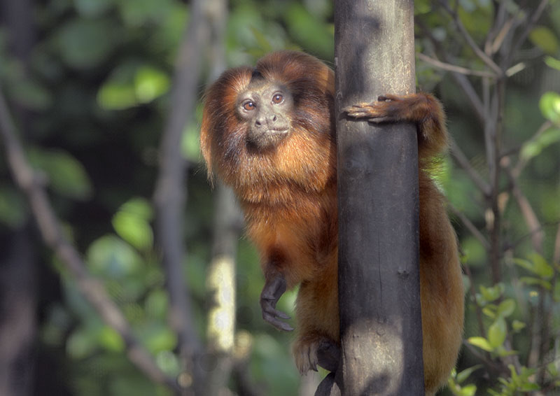 Golden lion tamarin