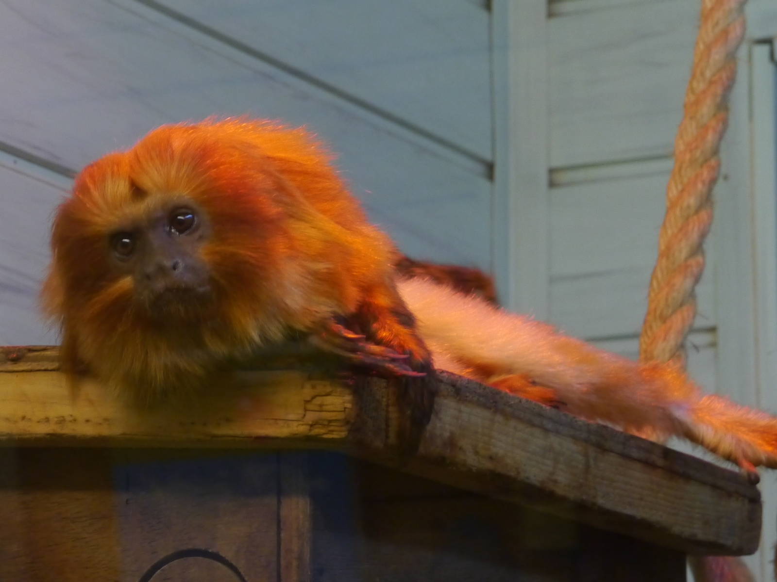Golden Lion Tamarin
