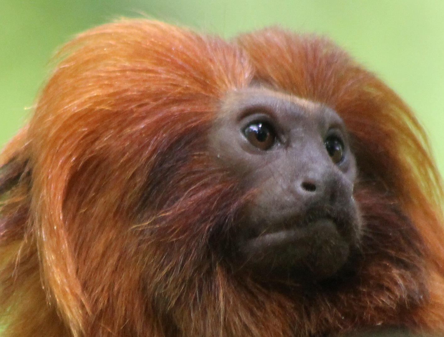 Golden Lion tamarin